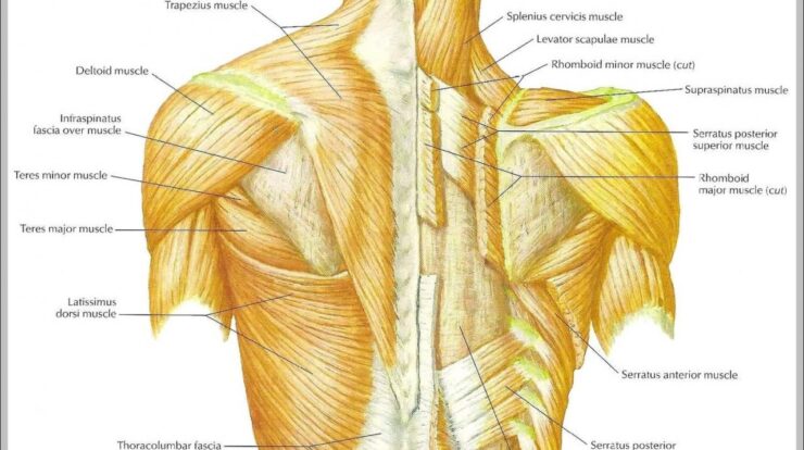 Muscles muscular musculos anatomical chest baja espalda olvidados escritos spinal
