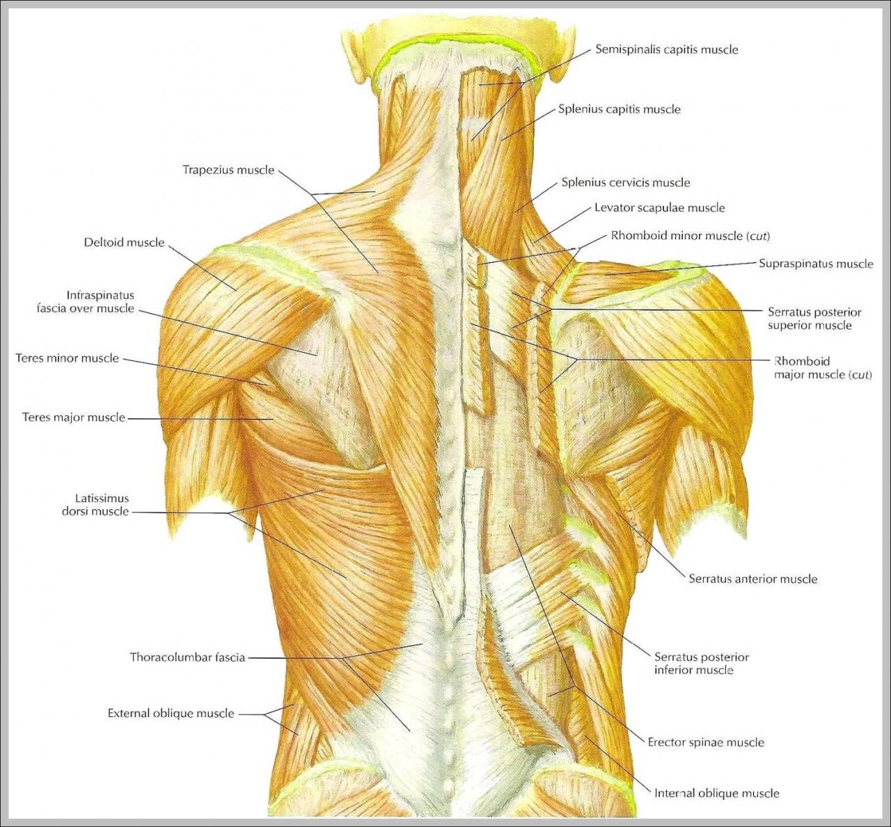 Muscles muscular musculos anatomical chest baja espalda olvidados escritos spinal